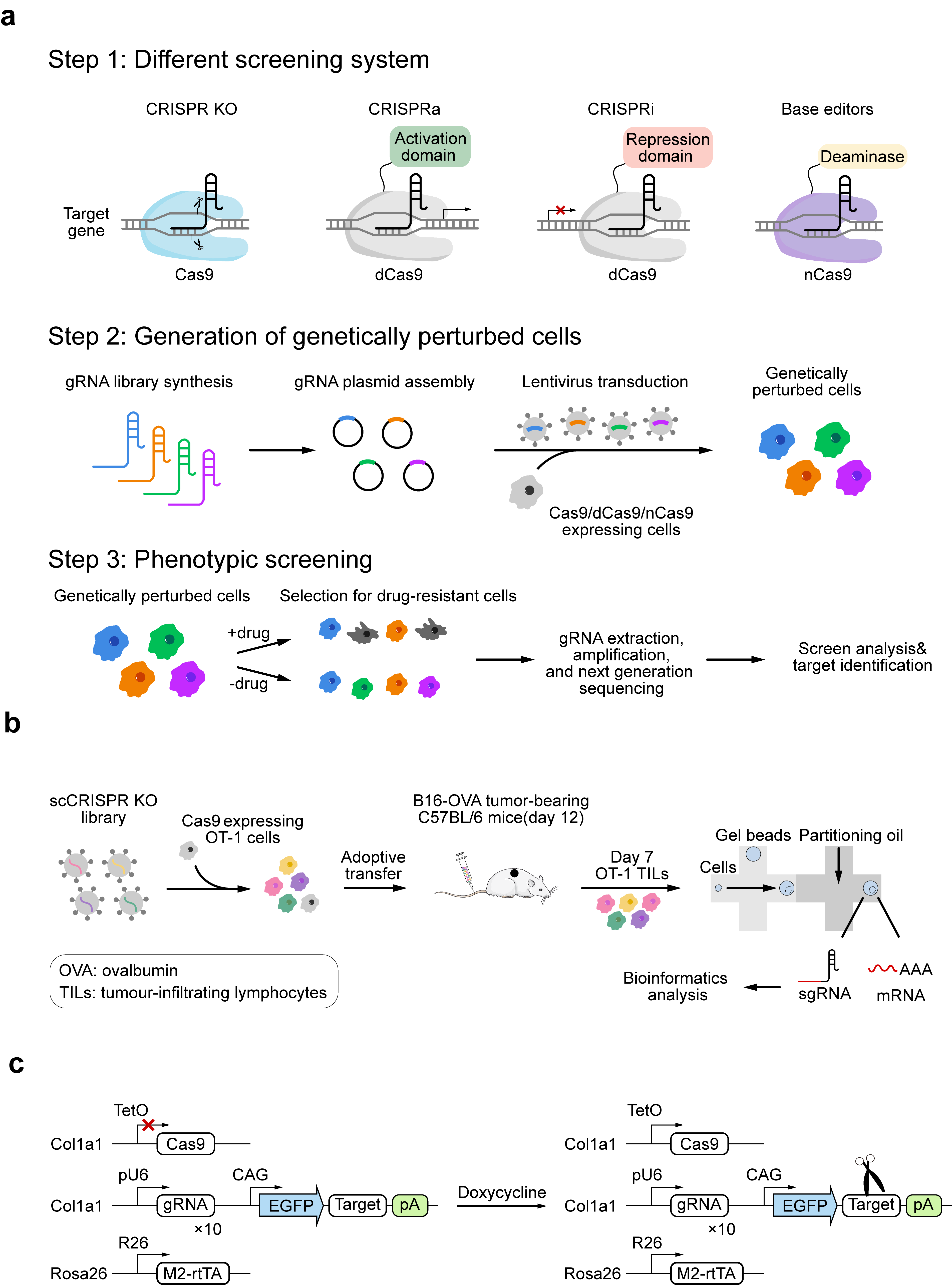 CRISPR-based functional screening strategies and single-cell applications.
