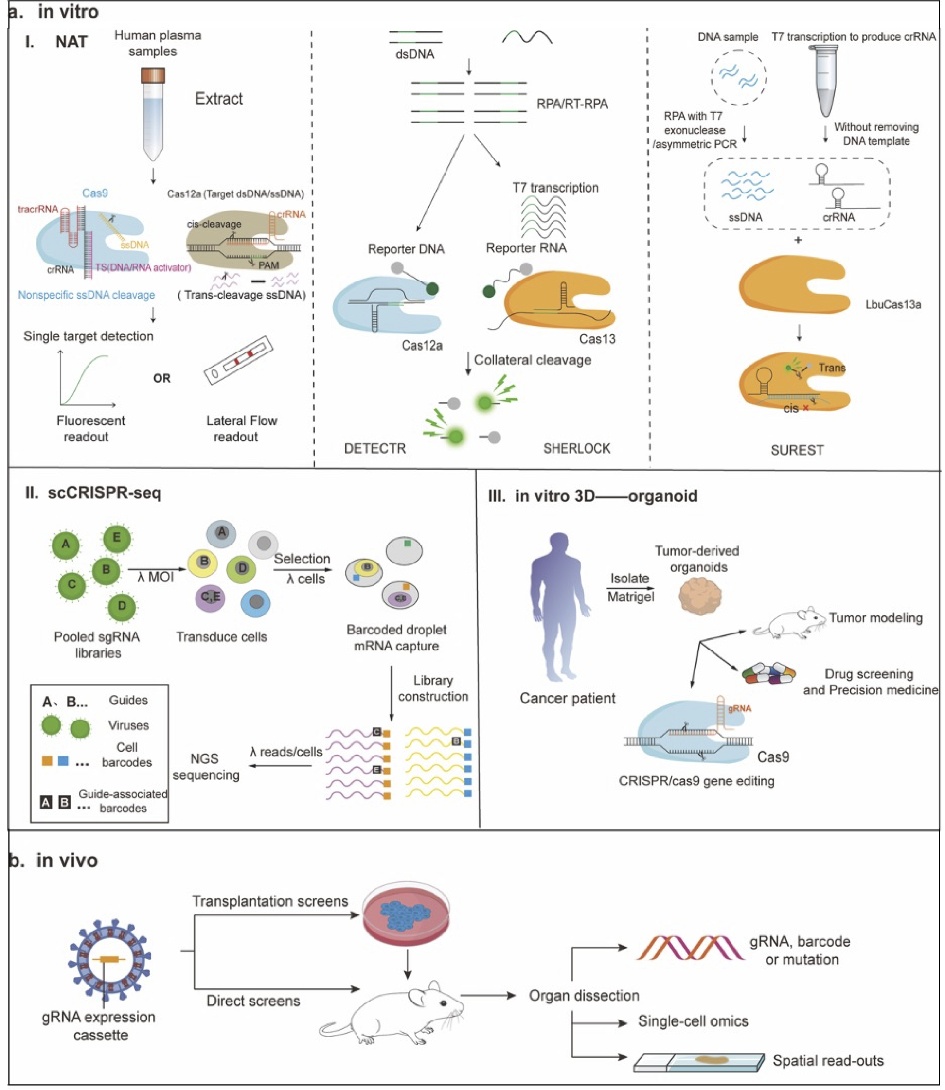 CRISPR-enabled platforms for molecular diagnostics and functional genomics. 