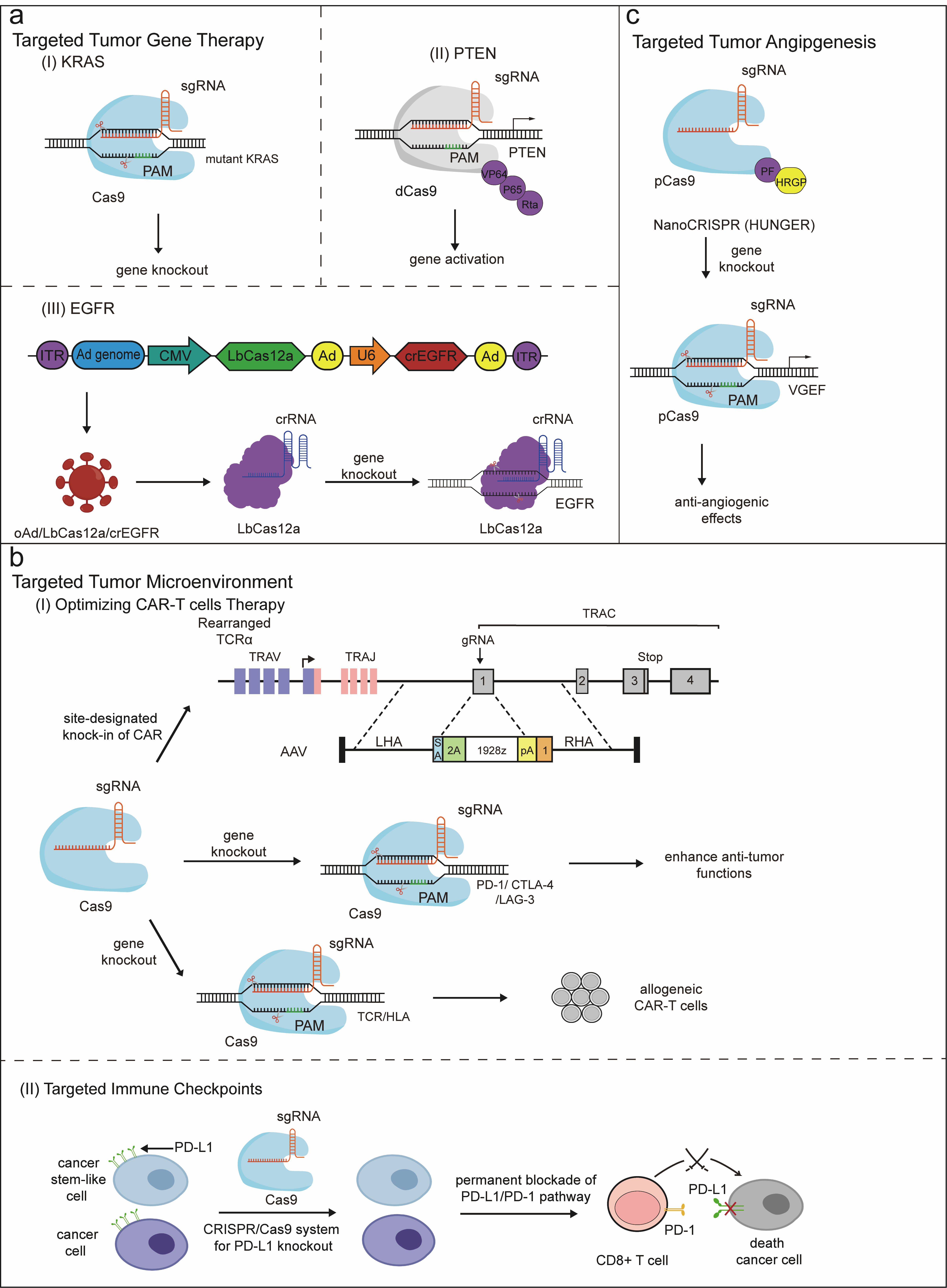 CRISPR-based precision therapy for tumors.
