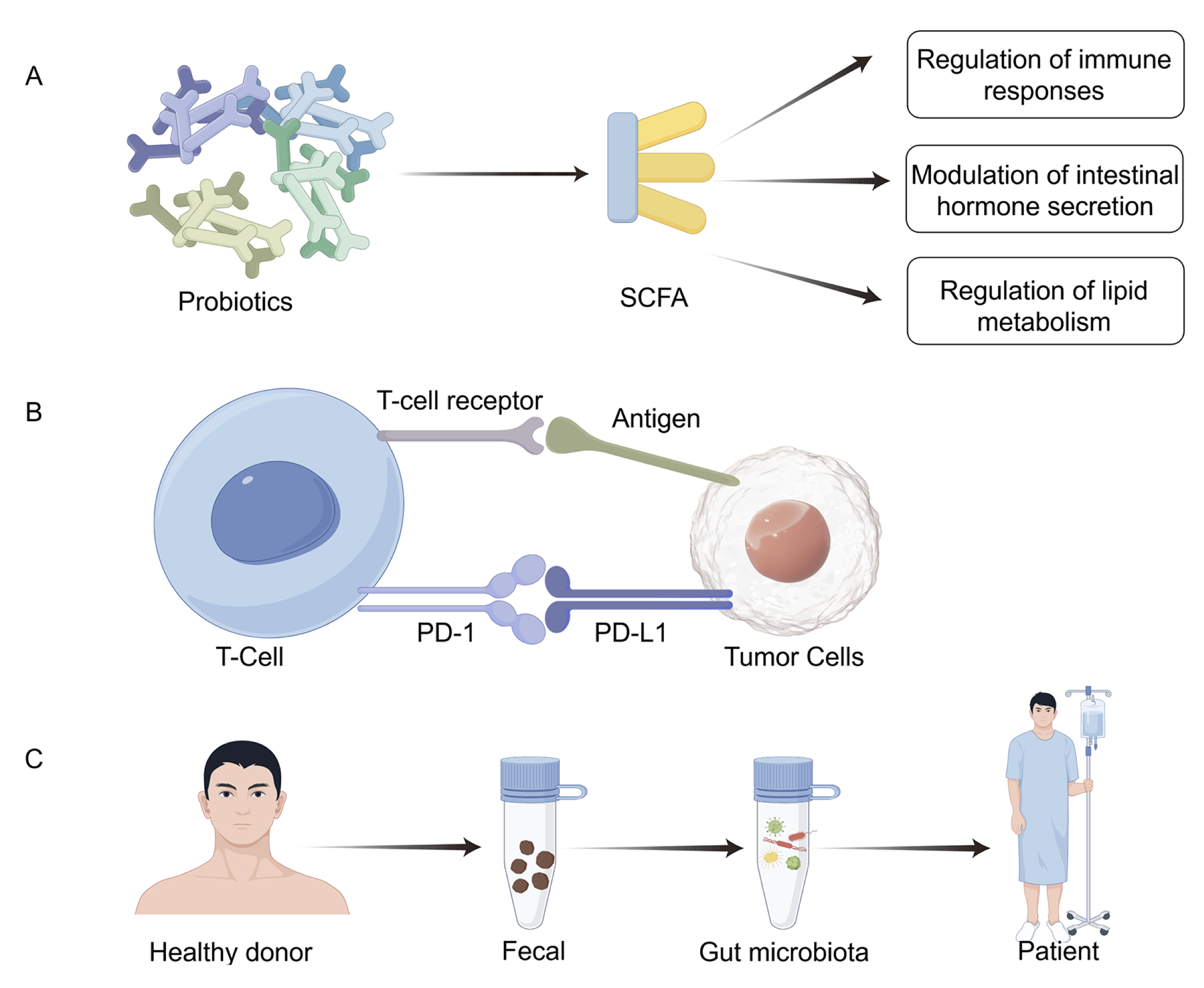 Microbiome modulation strategies in cancer prevention and therapy. The figure summarizes current and emerging strategies for modulating the microbiome in oncology. 