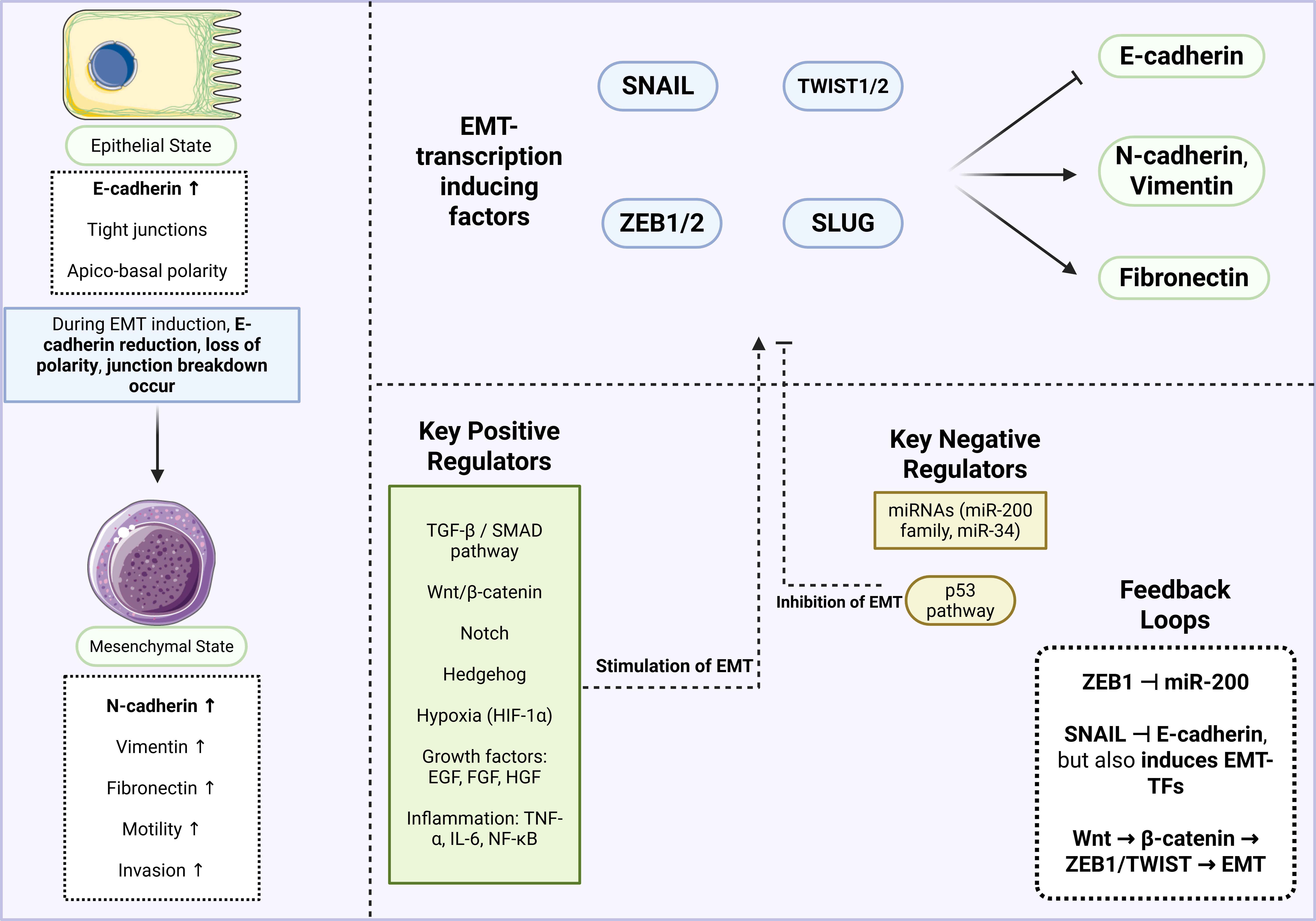 An overview of the EMT mechanism.