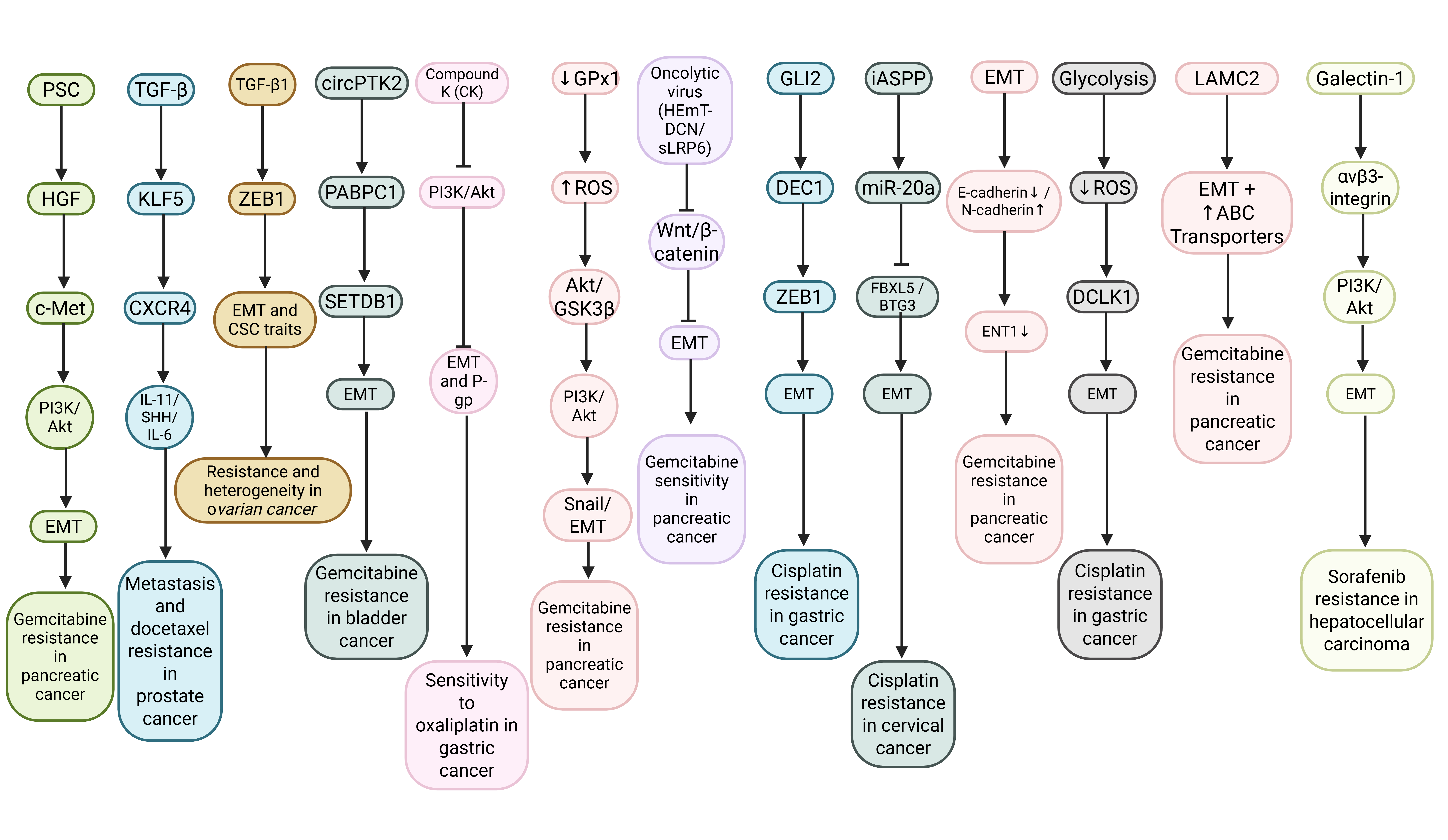 The EMT mechanism in cancer drug resistance. 