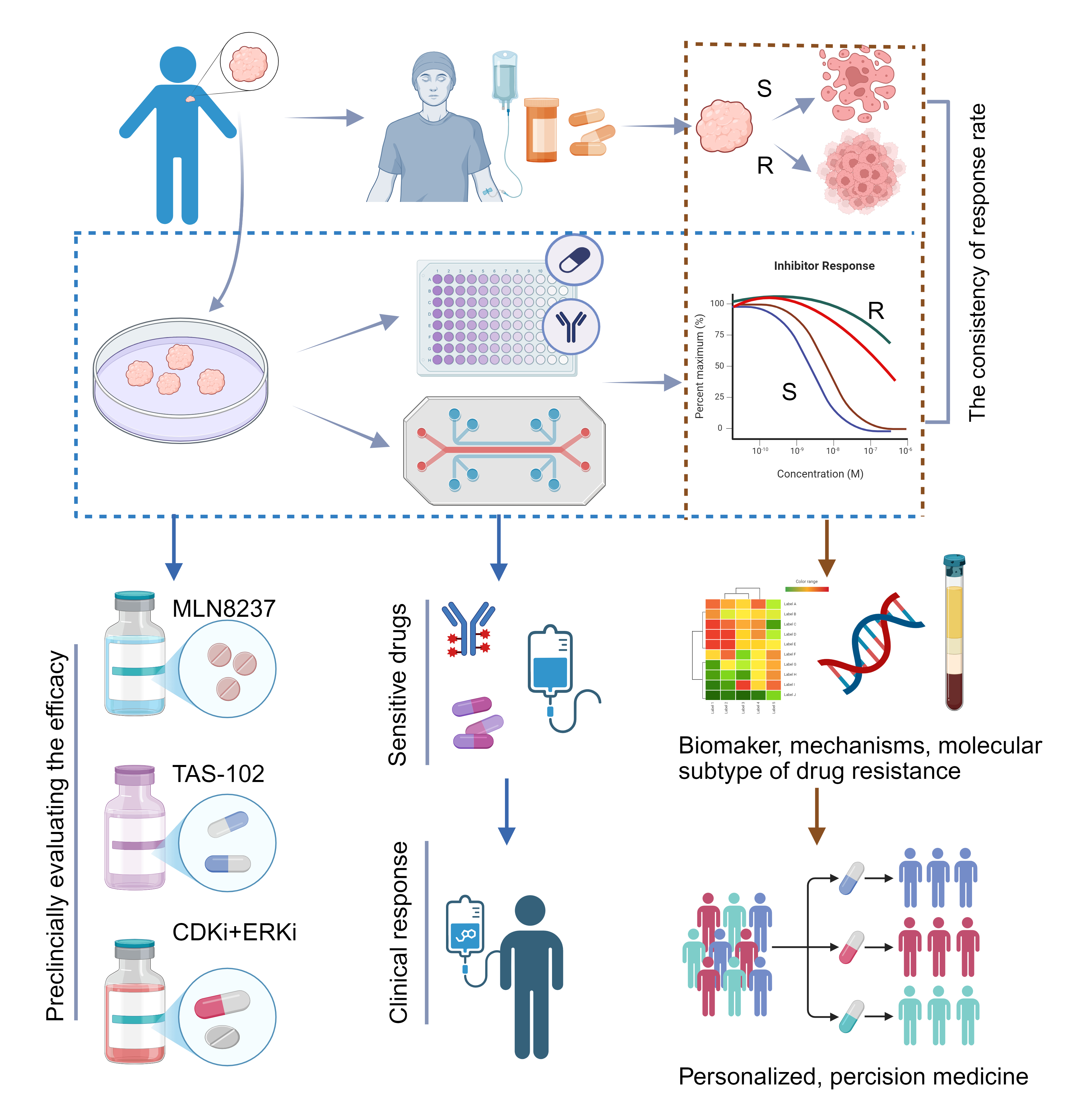 Organoids Guide the Development of New Strategies to Reverse Drug Resistance. 