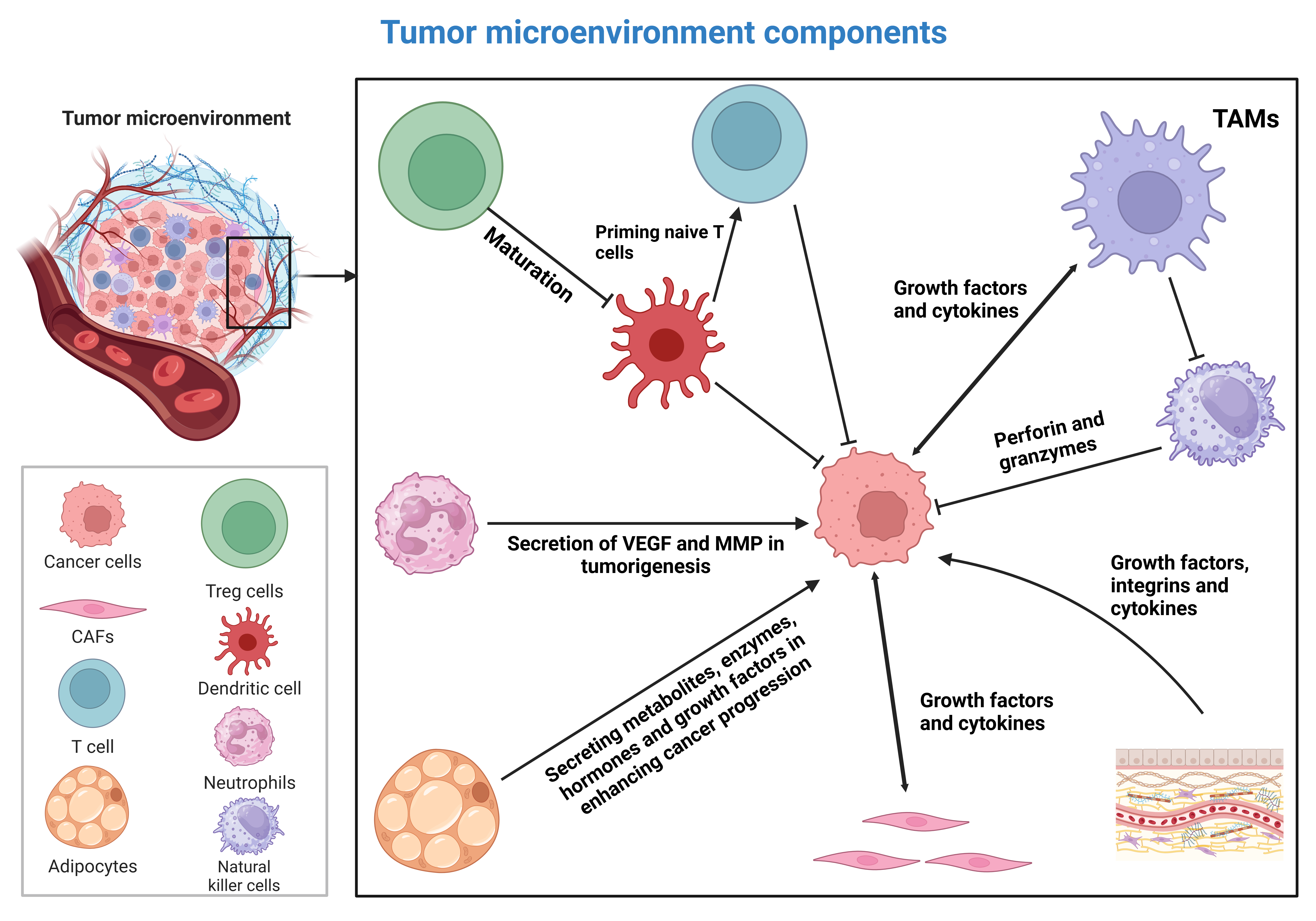 EMT and tumor microenvironment
